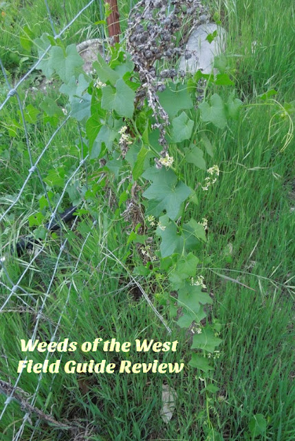 Weeds of the West: A Field Guide Review