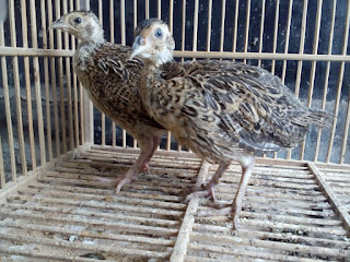 Ringneck Pheasant Usia 1,5 Bulan