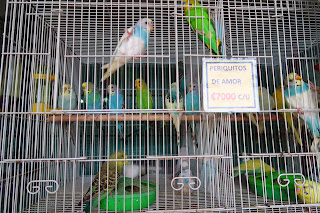 Birds for sale in pet store in Puriscal.