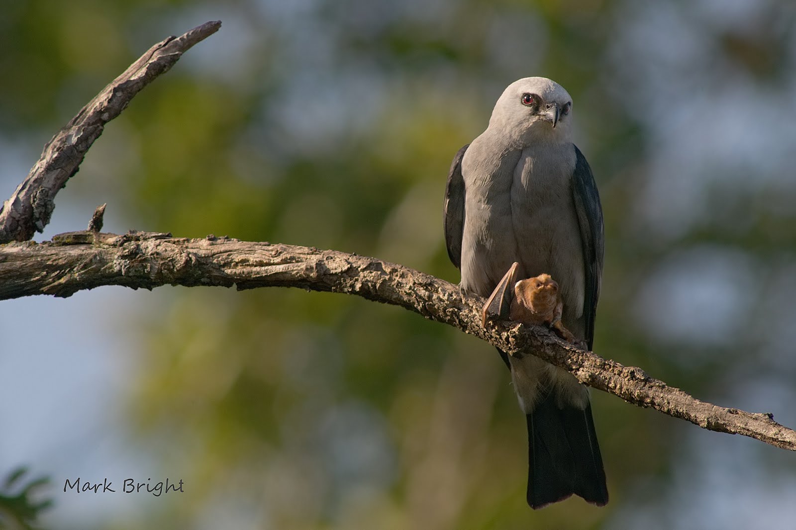 PHOTOGRAPHY BY DEB HIRT Oklahoma Breeding Bird Species Profile