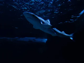 リヴォルノ水族館のサメ