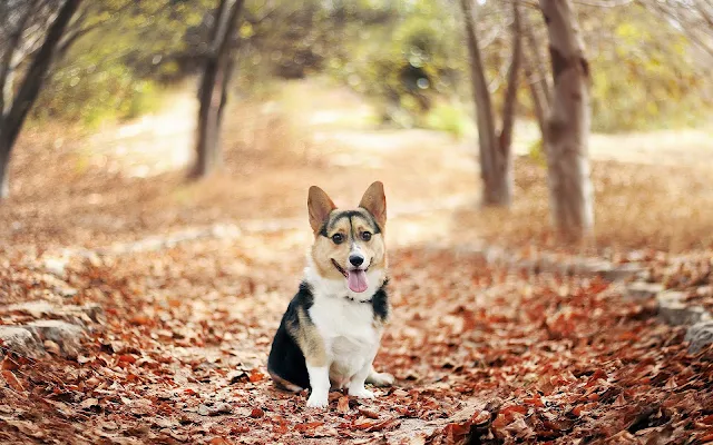 Hond in het bos tussen de herfstbladeren