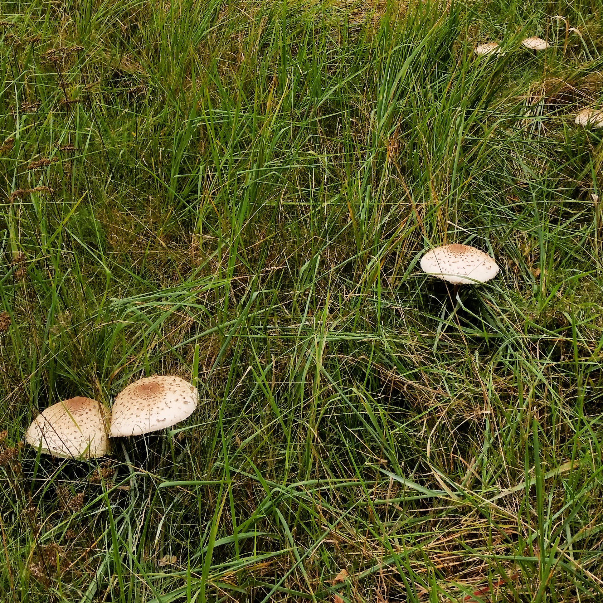 61 rajd urodzinowy ŁKTK - czyli kaniobranie