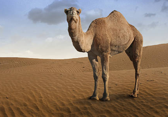 Beautiful Animals Camel Photography - ONLINESUBBAY