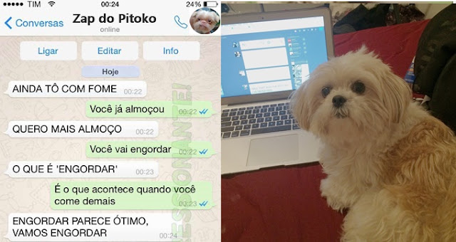 Assim seria se o seu SHIH TZU tivesse WHATSAPP