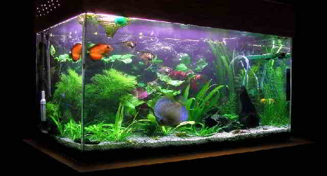 Gambar Aquarium Ikan MasKoki