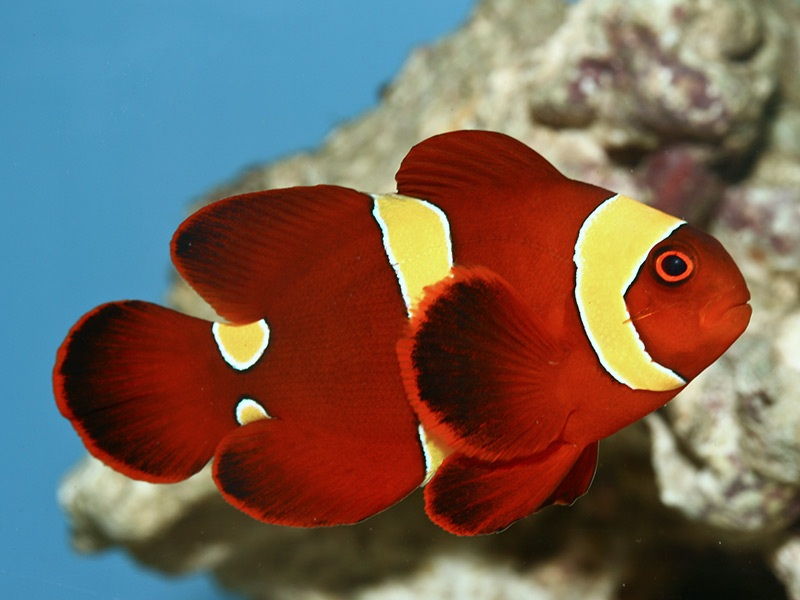 Jenis Ikan Nemo Terlucu dan Terlaris di Pasaran