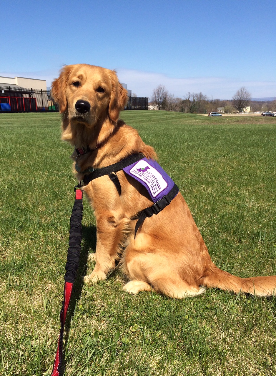 Susquehanna Service Dogs An Inside Look at Puppy Sitting