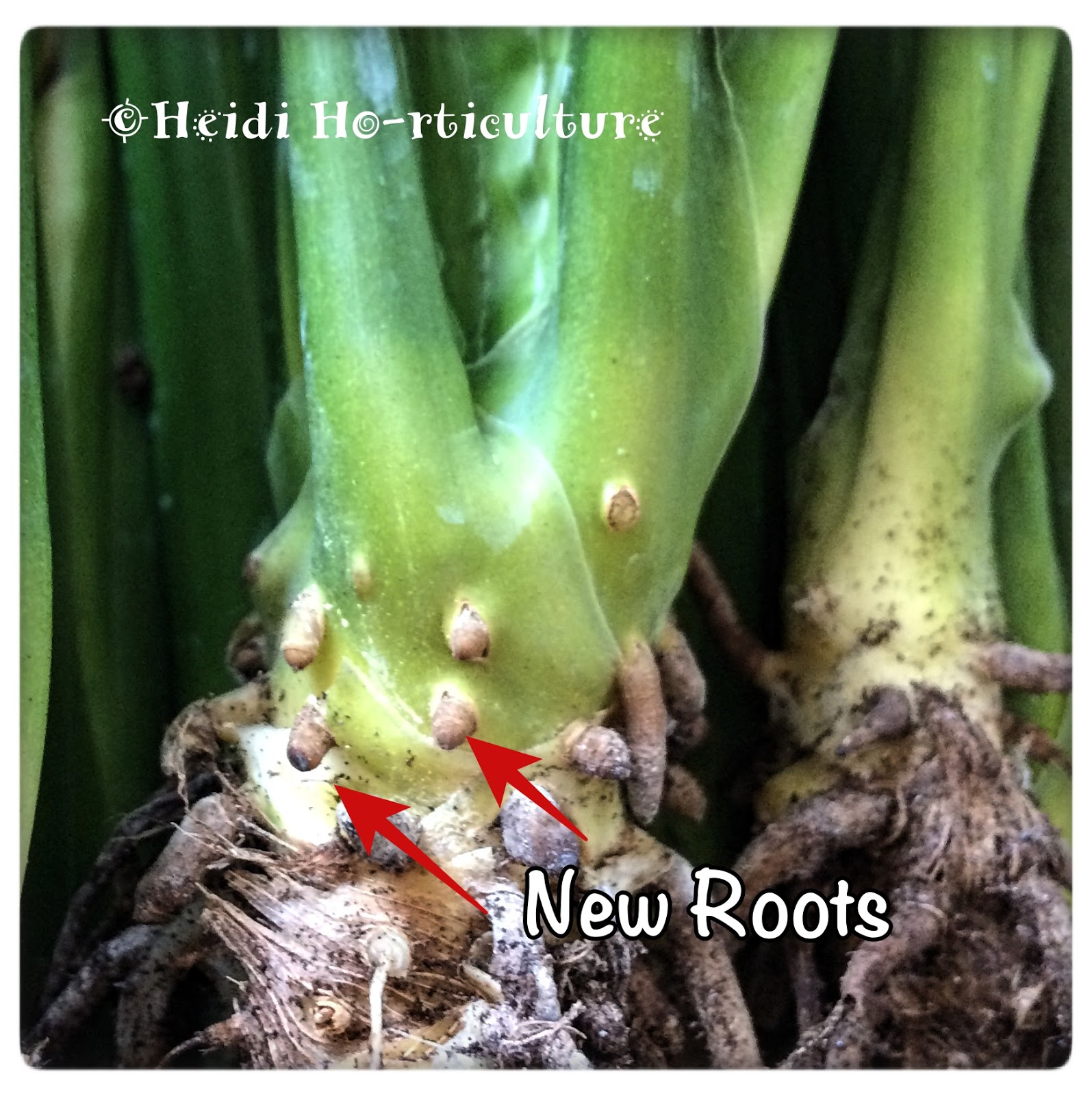 Heidi Horticulture Repotting Peace Lily House Plant