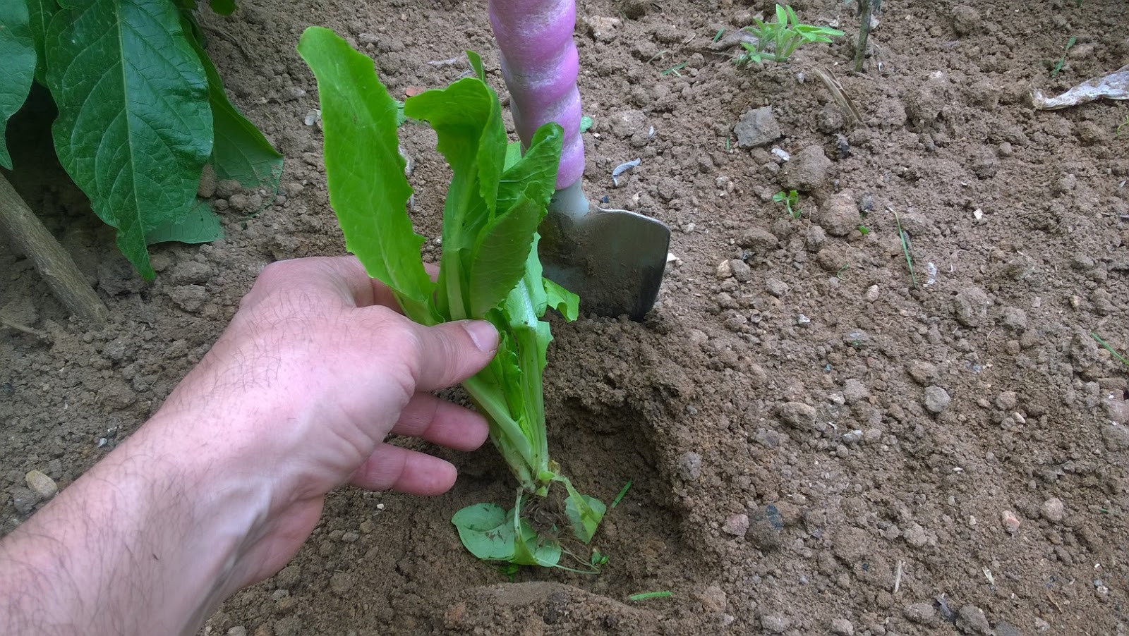 How To Grow Romaine Lettuce
