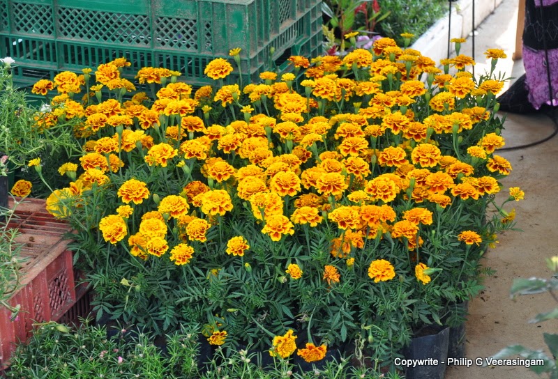 Images of Sri Lanka on Flower plants for sale, 'Waters