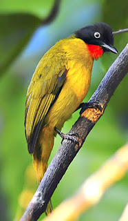Burung Kutilang Emas Perawatan Makanan Anakan Pemasteran 