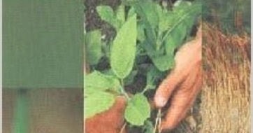 Principles Of Plant Breeding Pdf