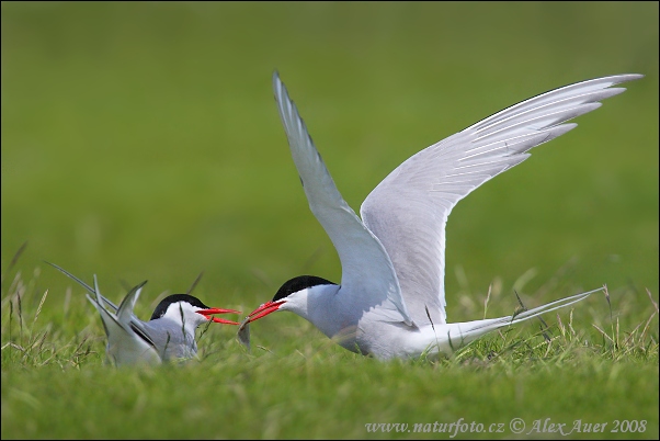 Arctic Tern Bird Facts With Photographs - The Wildlife