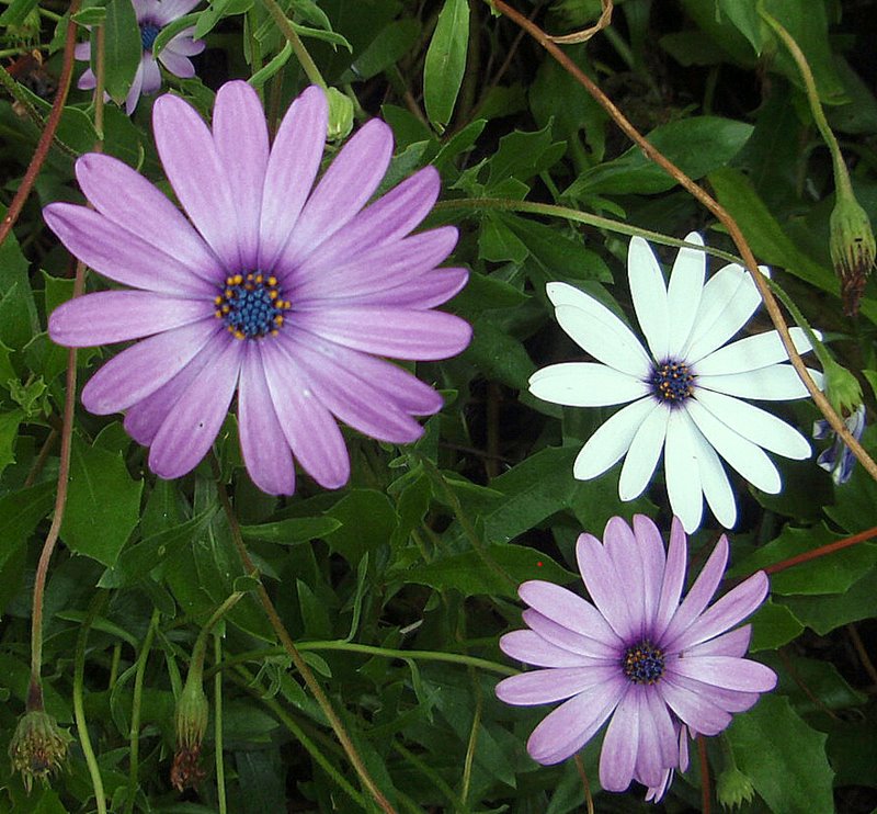 a good yarn cape daisy