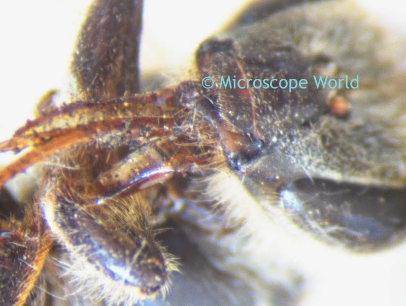 bee captured under microscope 30x
