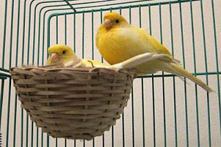 Ternak burung kenari cara ternak Burung Kenari