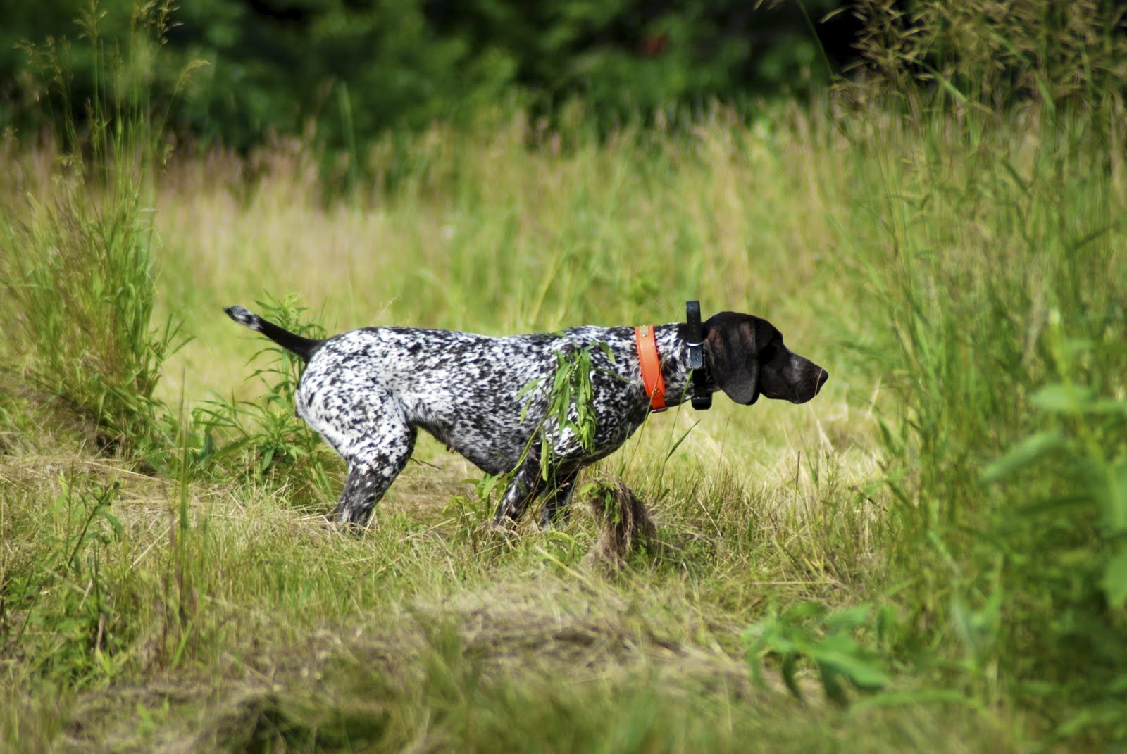 ремень на котором водят охотничьих собак. черный лабрадор на охоте. собака на охоте. гончие собаки для охоты. сигнальный жилет для охотничьей собаки.