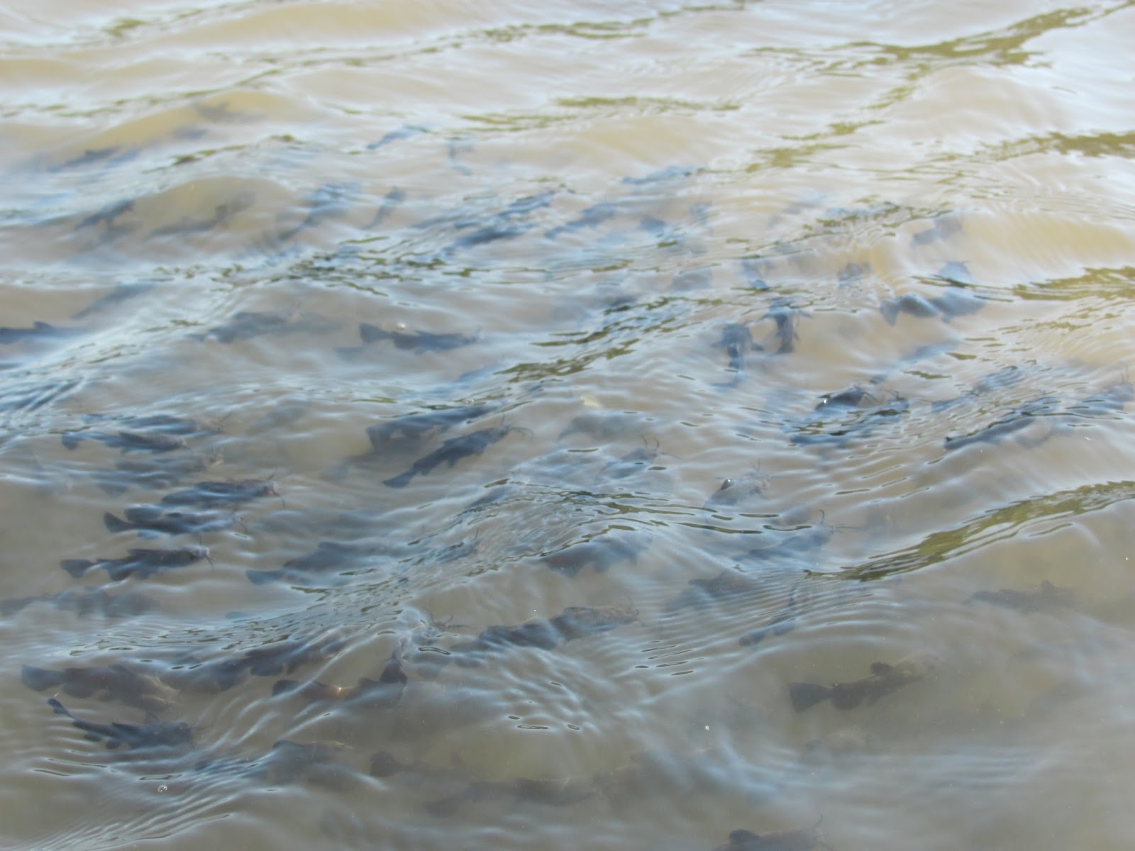 Kayaking the Lakes of South Dakota Lake Alvin A MidSummer Cruise