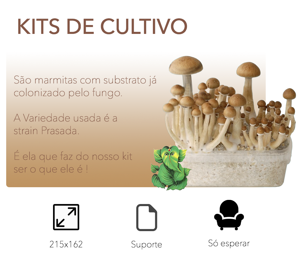 Cura e Ascensão Cogumelos Mágicos KITS DE CULTIVO