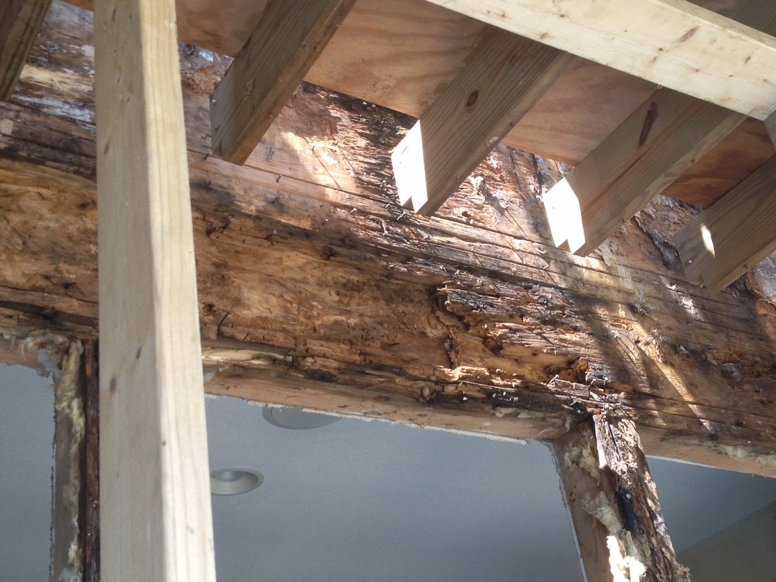 The Paint Bucket Wood Rot What Every Homeowner Should Know