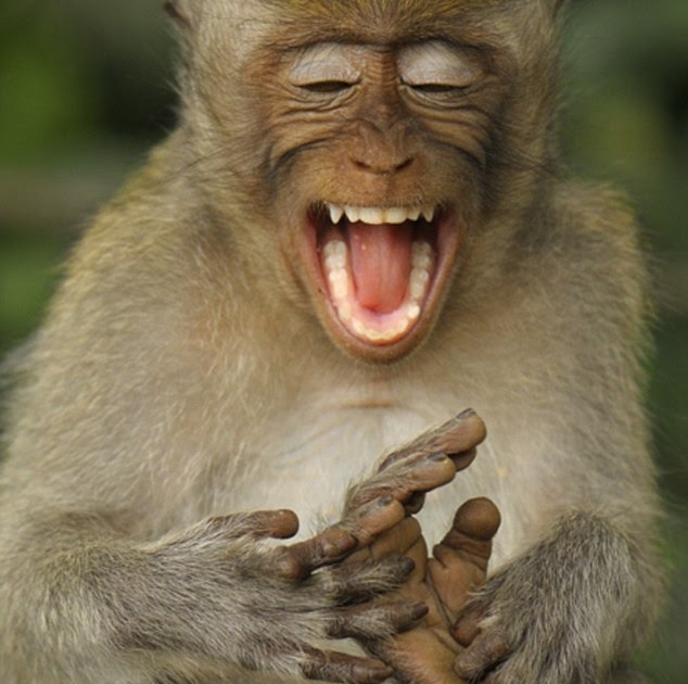 ivanildosantos gambar monyet ketawa ivanildosantos gambar monyet ketawa