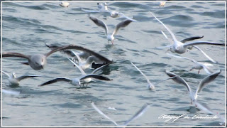 Iarna la Cazino 09.01.2017 Winter Casino Constanta