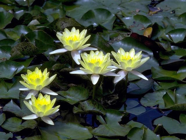 About water plants - Water Plants