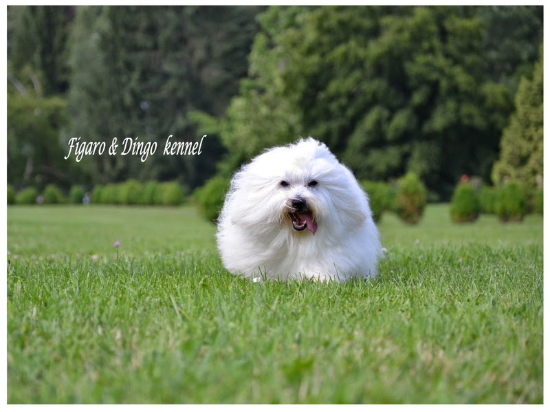 Coton de Tulear, MLADIČI, vzreja Coton de Tulear psarna Figaro