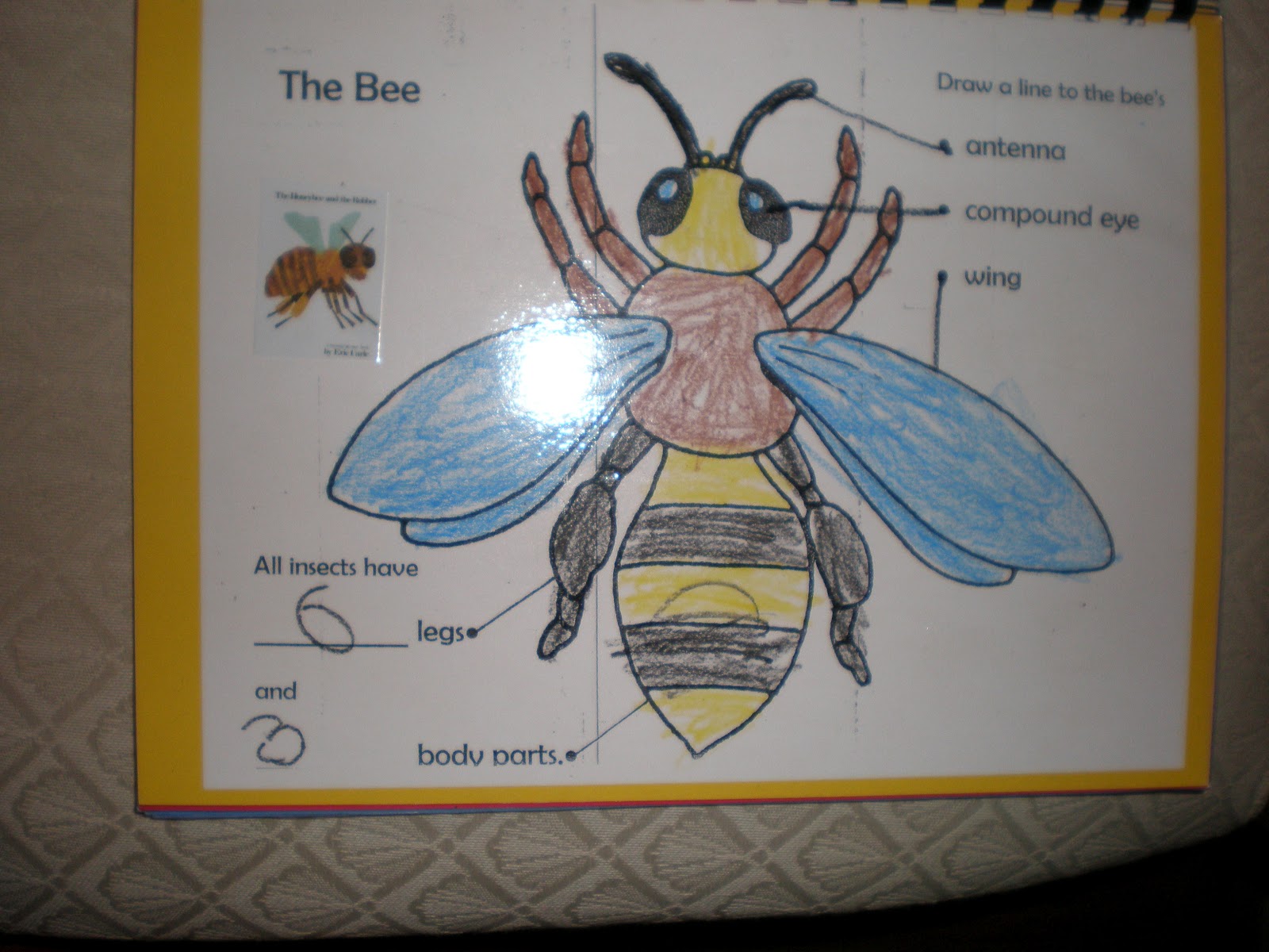 Ms. Alexander's Teaching Adventures: Introducing Insects!