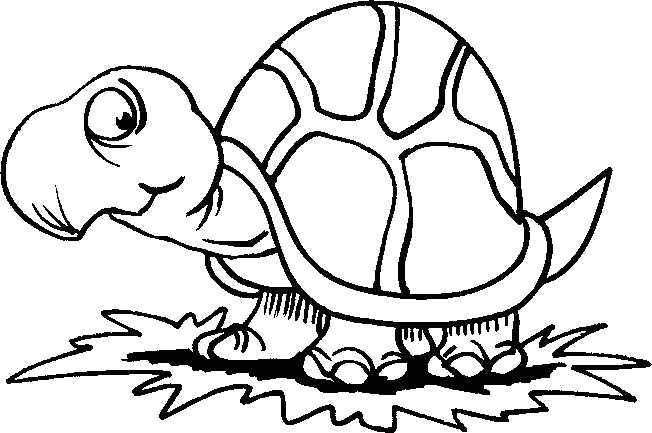 Tortugas para colorear | Dibujos infantiles, imagenes cristianas