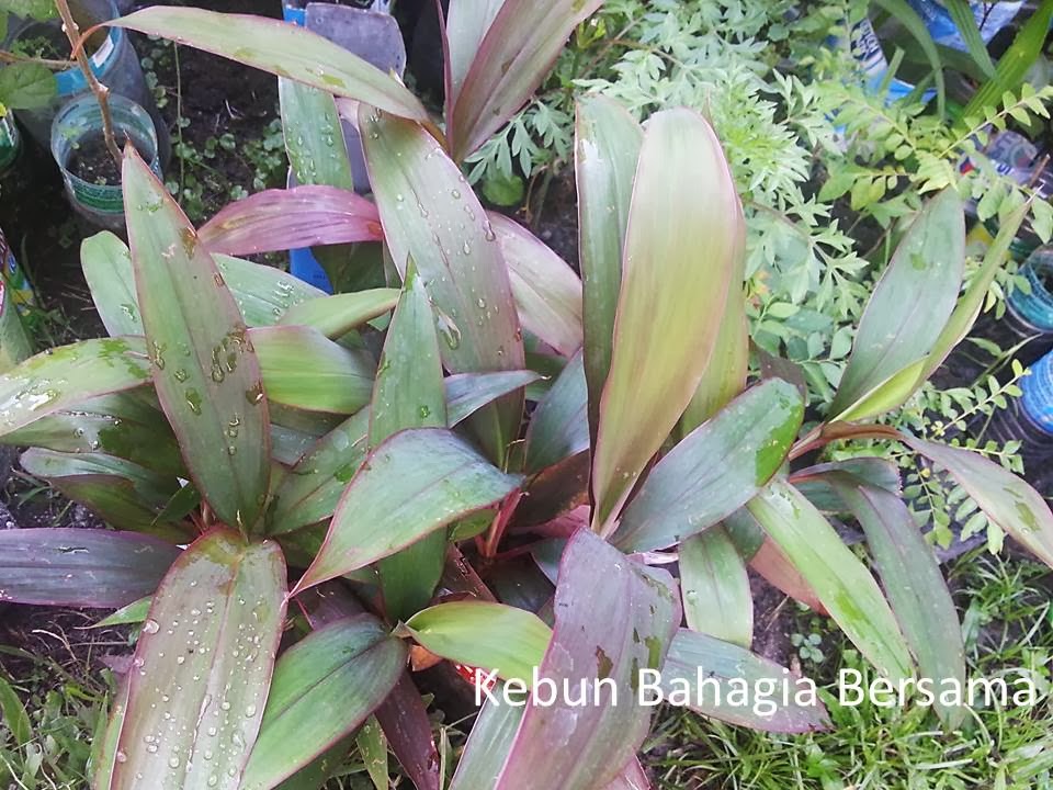 Kebun Bahagia Bersama Jenjuang  Merah the Good Luck Plant