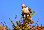 Ferruginous Hawk HD