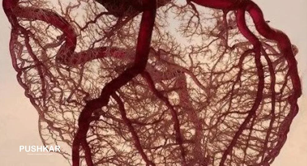 СТЕНКИ КРОВЕНОСНЫХ СОСУДОВ СОСТОЯТ ИЗ КОЛЛАГЕНА И ЭЛАСТИНА! БОЛЕЗНИ СЕРДЦА И АТЕРОСКЛЕРОЗ!