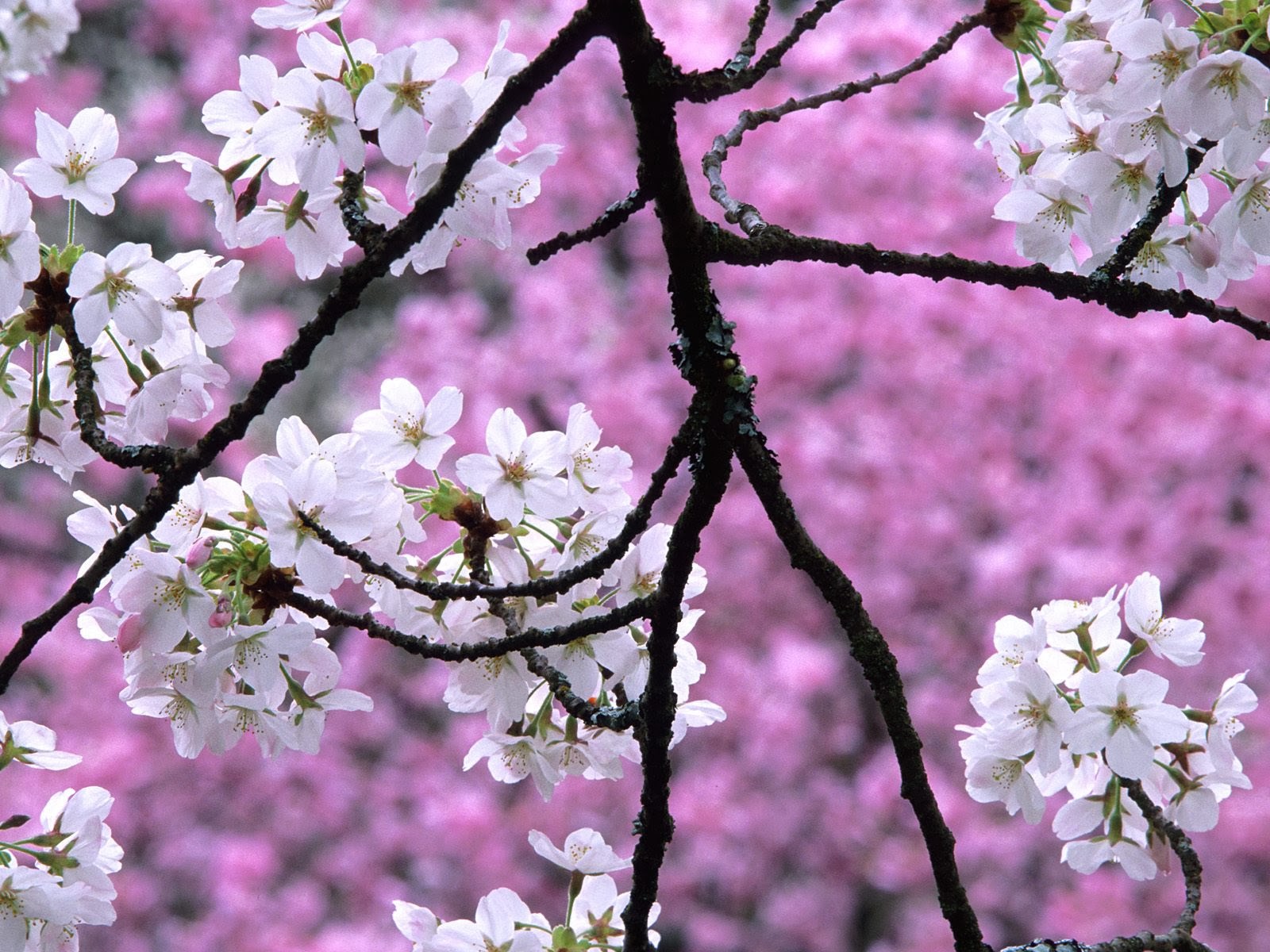 Free All wallpaper Beautifull: Cherry Blossom wallpapers hd