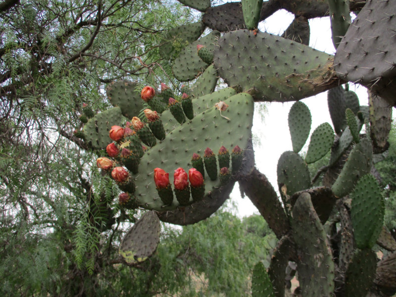 El nopal - blog 11