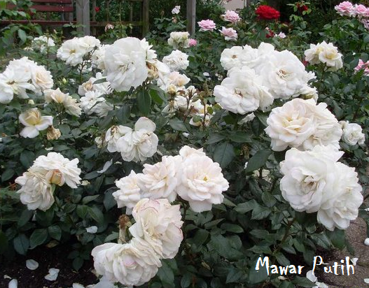  Bunga  Mawar  Putih  White Rose Photos Alam Mentari