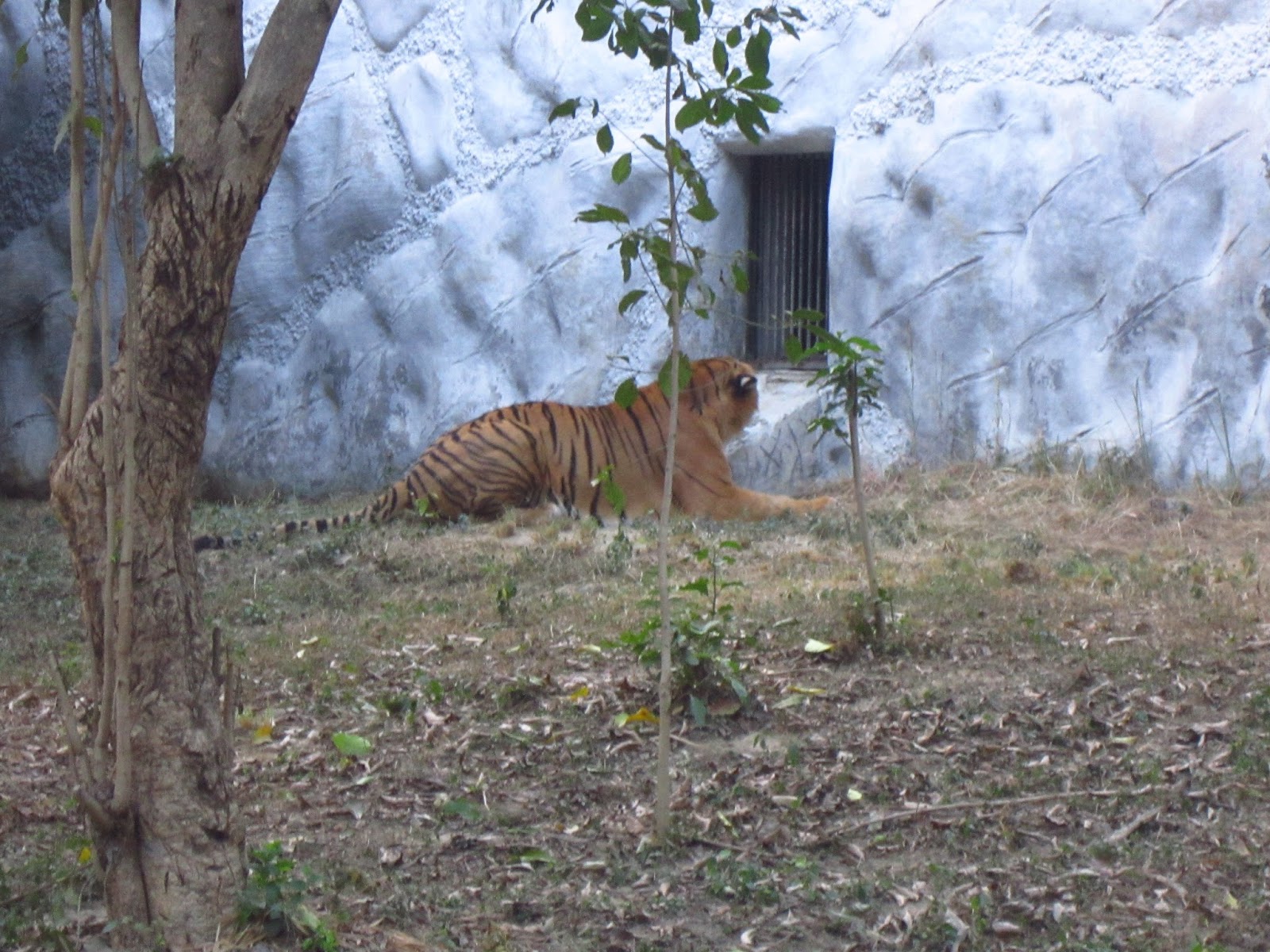 Tiger At Kanpur Zoo Atul Gaur