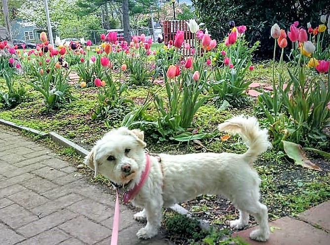 Dogs Luv Us and We Luv Them: Tiptoe Through The Tulips