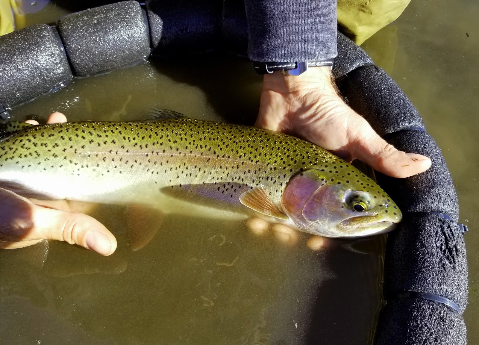 Jon Baiocchi Fly Fishing News Frenchman's Lake Fly Fishing Report 10/9/2017