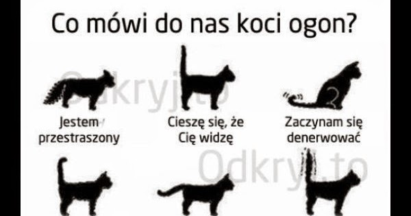 Zorientowana Na Koty Koci Ogon