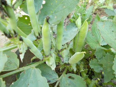 Broad Beans 80 Minute Allotment Green Fingered Blog