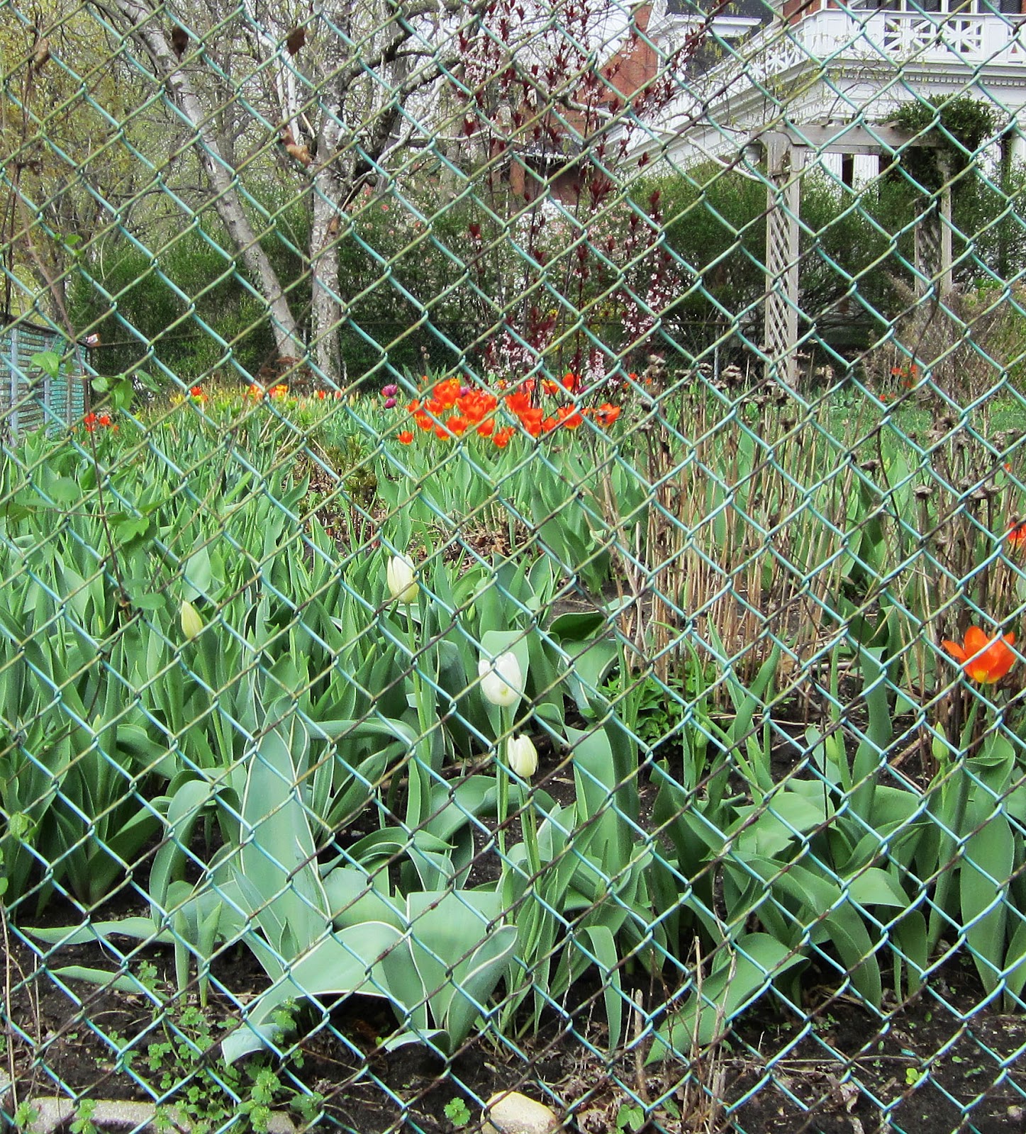 ChainLink Trellis Unlikely Spaces Spring 2012