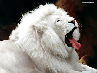 León albino