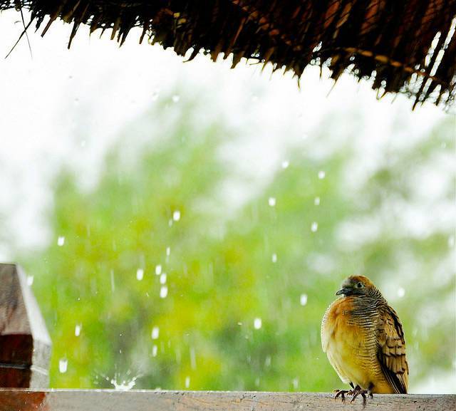 3all Pictures Birds Wallpapers in Rain