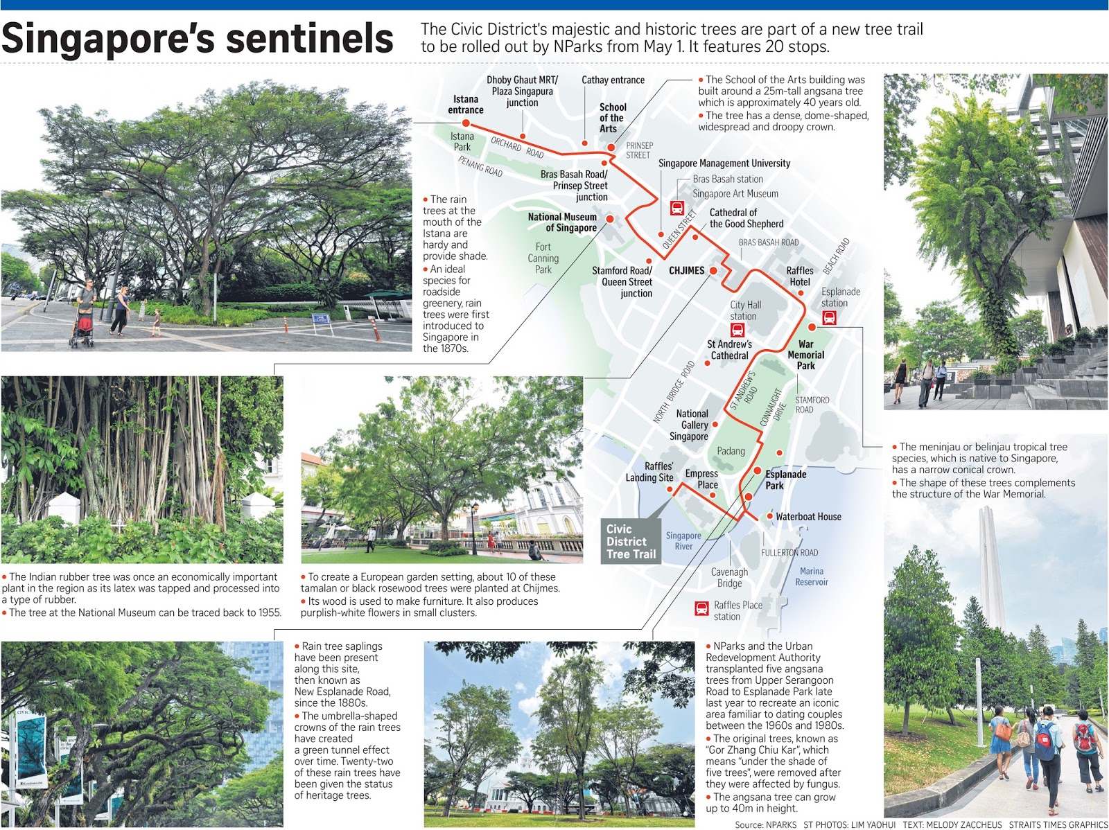 If Only Singaporeans Stopped to Think Civic District Tree Trail to be
