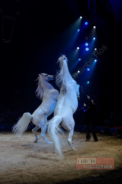 deux etalons blanc cambrés 