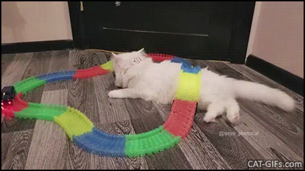 Funny Cat GIF • Shock! The mini car runs over lying cat but bridge cat does not give a single f*ck Funny Cat GIF • Shock! The mini car runs over lying cat but bridge cat does not give a single f*ck