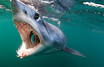 Mako shark