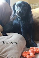 Raven - CavaDoodle